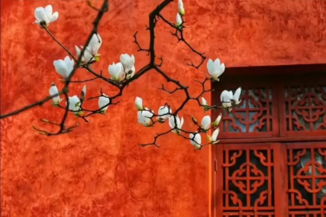 (七)狗狗-图片1