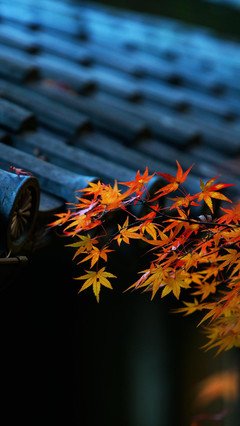 (四)失望悲伤纠结
