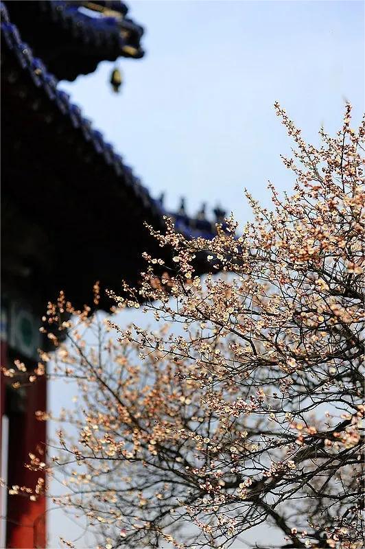 (二十) 一书入寺木棉惊 神奇难测功绝顶-图片1